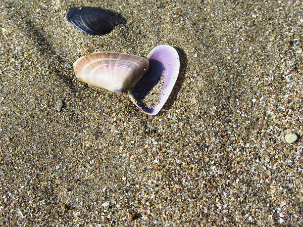 istock Sea shells on sand. Summer beach background. Top view 506586124