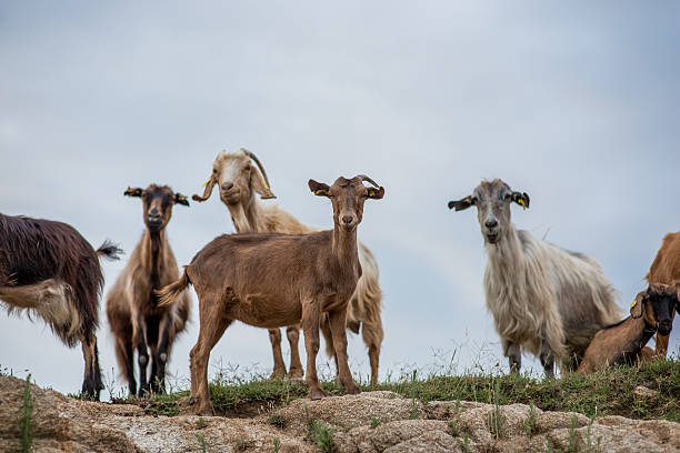 istock On the mountain goats 506586610