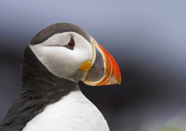 istock Puffin Portrait (landscape) 506586654