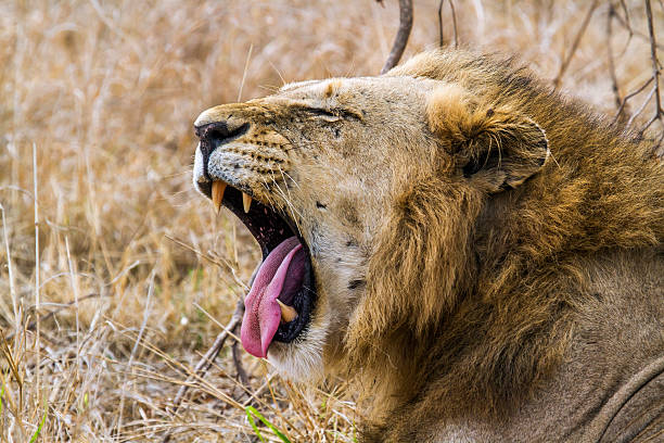 istock Lion in Kruger National park 506586844