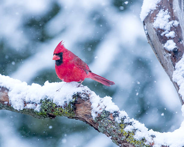 istock Cardinal in the Snow 506587226