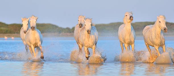 istock Herd of White Camargue Horses 506587466