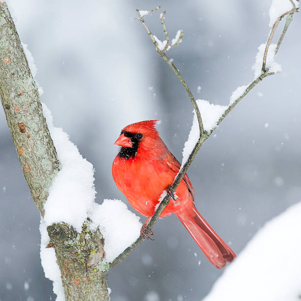 istock Cardinal in the Snow 506587966