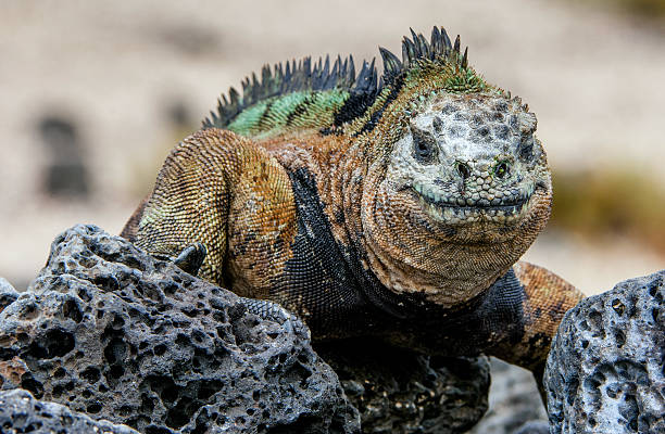 Smiling iguana. Smiling iguana. The marine iguana on the black stiffened lava. The male of marine iguana (Amblyrhynchus cristatus) is an iguana found only on the Galapagos Islands marine iguana stock pictures, royalty-free photos & images