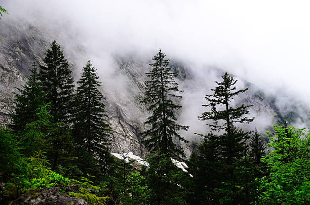 istock trees in mountain with fog 506588268