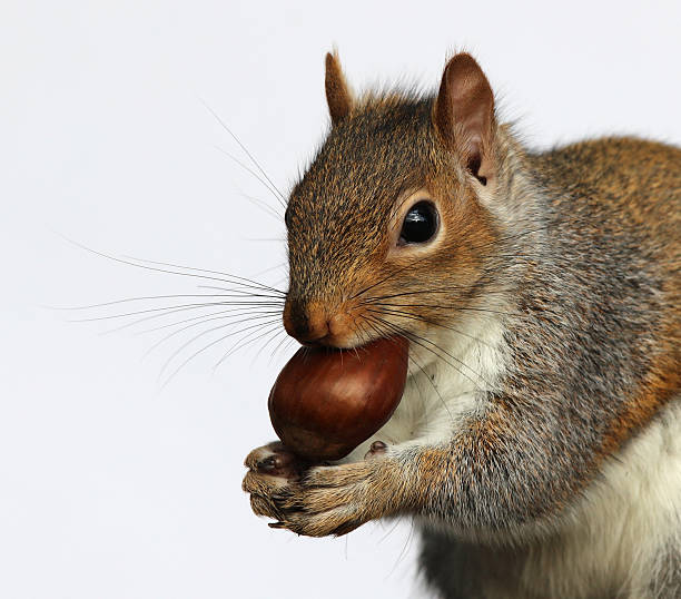 istock Close up of a Grey Squirrel 506588948