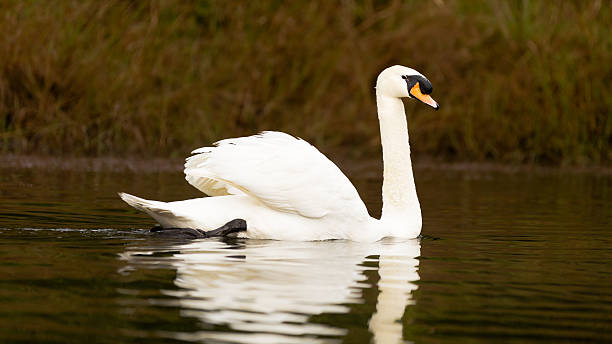istock White swan on a pond on a clear day 506589202