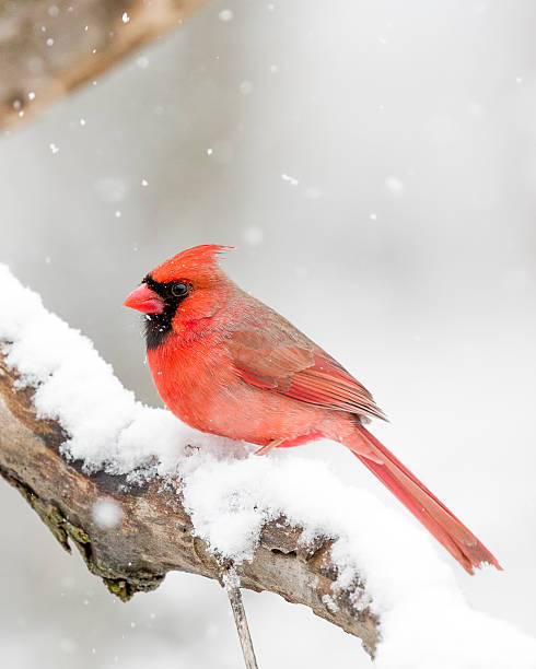 istock Cardinal in the Snow 506589322