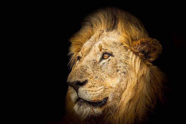 istock Lion portrait isolated in black background 506589626