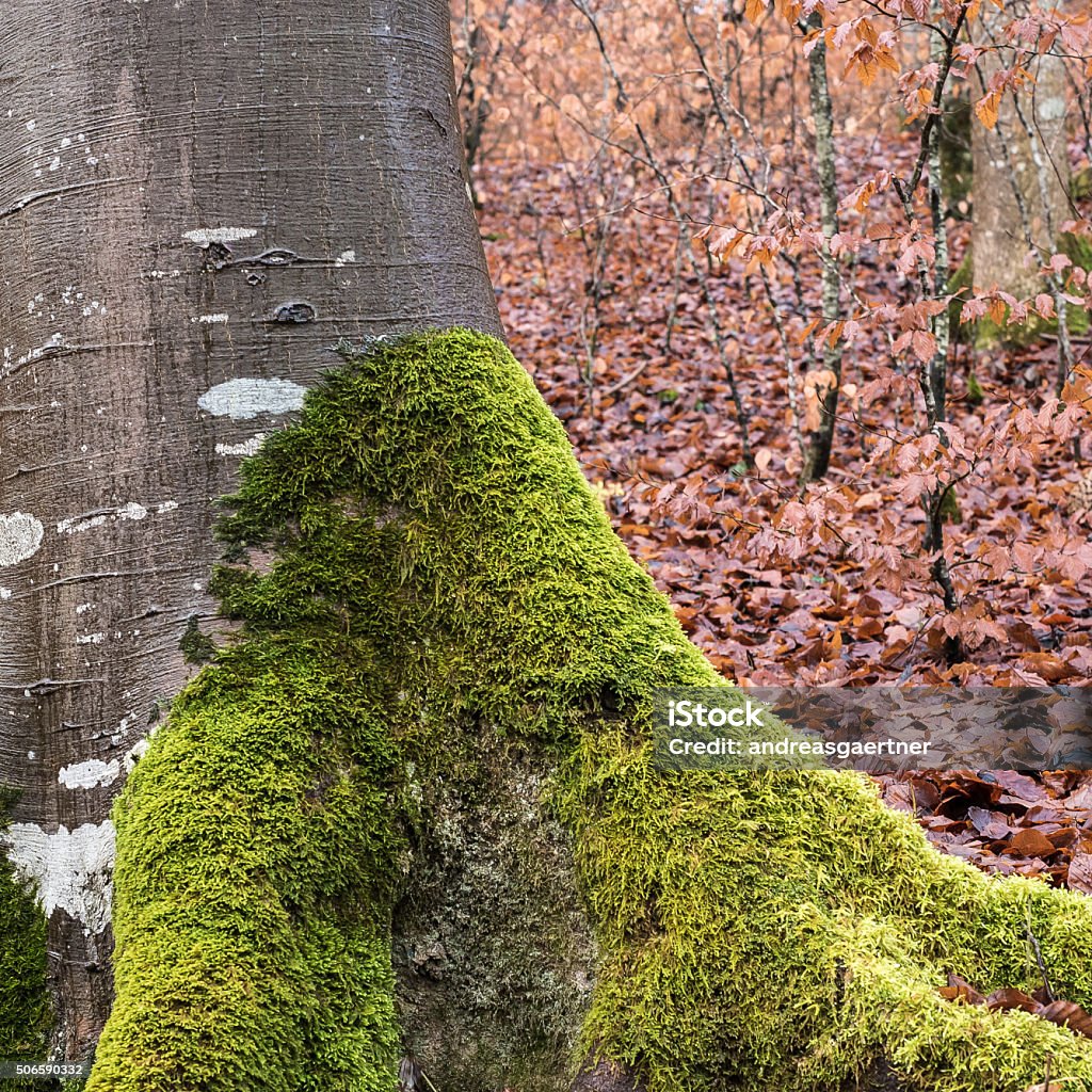 Moss Blanket Stock Photo - Download Image Now - Autumn, Beech Tree