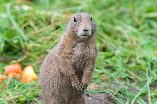 istock black tailed prairie dog - sit up and beg 506592086