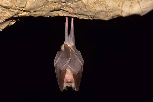 Lesser Horseshoe Bat Lesser Horseshoe Bat (Rhinolophus hipposideros) hibernation stock pictures, royalty-free photos & images