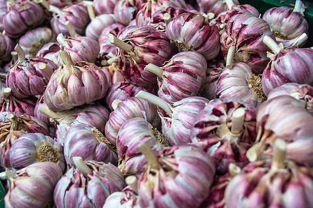 istock Purple garlic heads II 506592456