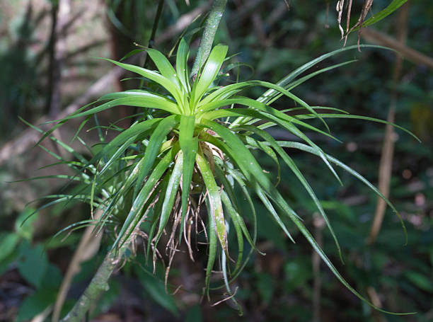 istock tillandsia plant seen in Cuba 506592558