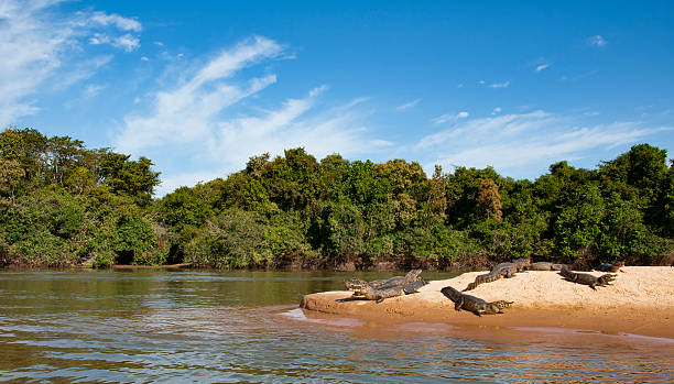 Crocodiles lying lazy on the shore of the Cuiaba river Crocodiles lying lazy on the shore of the Cuiaba river in the Pantanal in Brazil cuiabá photos stock pictures, royalty-free photos & images