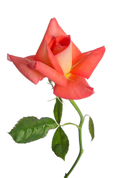 istock Beautiful fresh pink rose 506594146