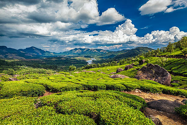istock Tea plantations and river in hills,  Kerala, India 506594334