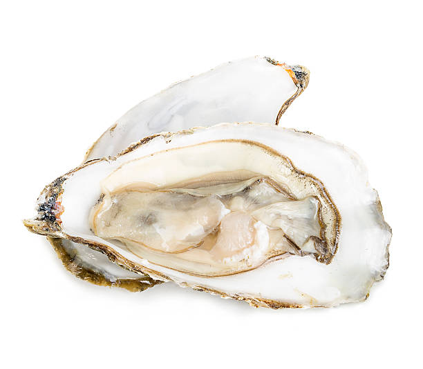 istock Oyster close-up isolated on a white background. 506594678