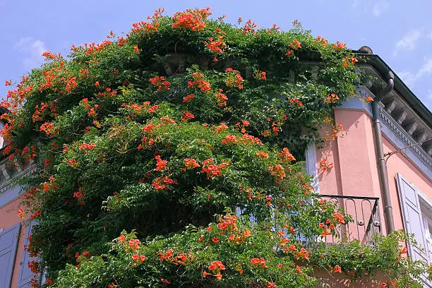 Climbing plant at a house