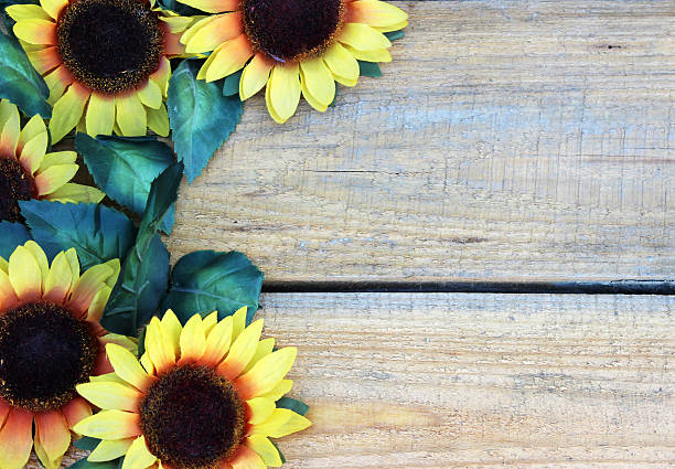 flores sobre fundo de painéis de madeira - macro close up sunflower france - fotografias e filmes do acervo