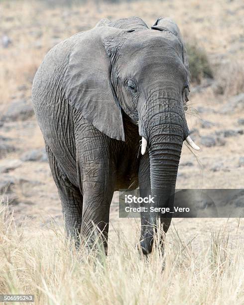 Elefante Africano Bush Foto de stock y más banco de imágenes de Aire libre - Aire libre, Alimentar, Animal