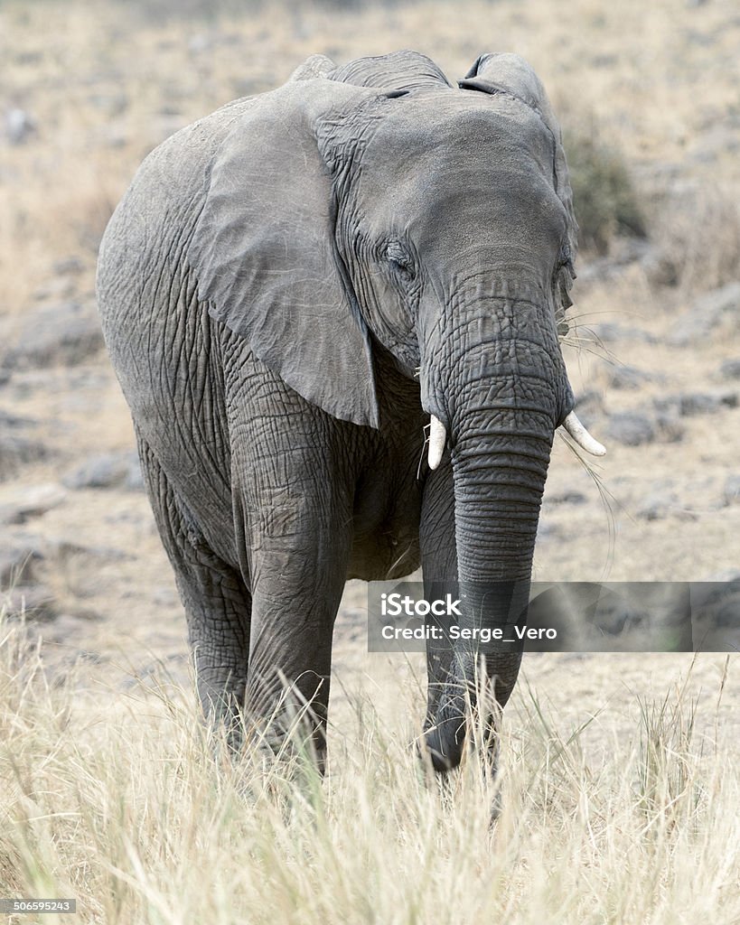 Elefante africano Bush - Foto stock royalty-free di Africa