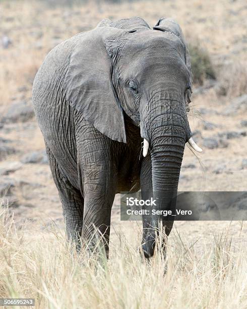 Elefante Africano Bush - Fotografie stock e altre immagini di Africa - Africa, Ambientazione esterna, Animale