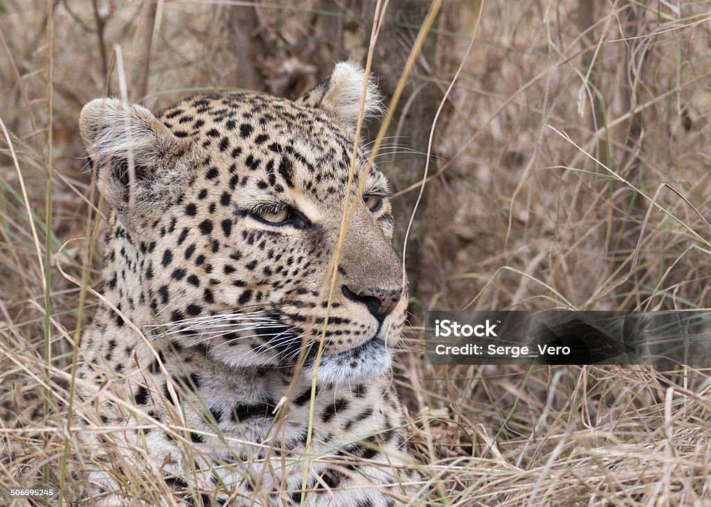 African leopard Leopard , Masai Mara National Reserve, Kenya, Eastern Africa Africa Stock Photo