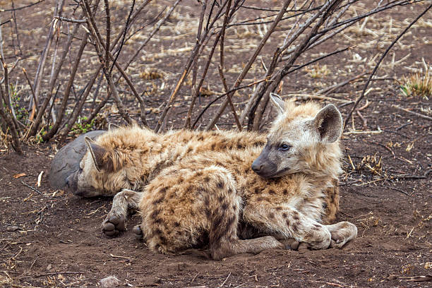 istock Spotted hyaena in Kruger National park 506595594