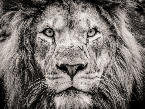 A male lion, looking straight into the camera.