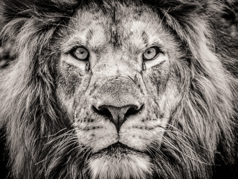 Alpha Male Stock Photo - Download Image Now - Lion - Feline, Black And White, Animal - iStock Alpha Male Stock Photo - Download Image Now - Lion - Feline, Black And White, Animal - iStock