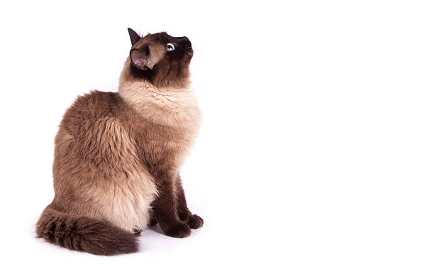 istock Portrait of a Siamese cat 506595930