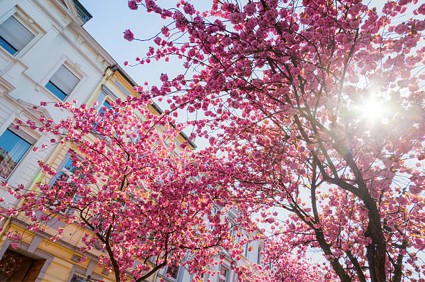 cherry blossoms in the old town of Bonn, Germany pink flowering cherry trees in the old town of Bonn, German bonn germany stock pictures, royalty-free photos & images