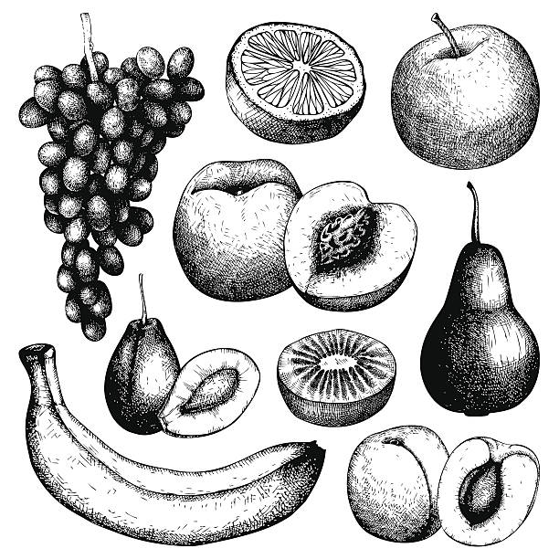 ilustraciones, imágenes clip art, dibujos animados e iconos de stock de frutas ilustración vintage de comida vegetariana aislado sobre fondo blanco. - kiwi vegetable cross section fruit
