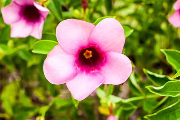 flower face to sunrise in field and beautiful