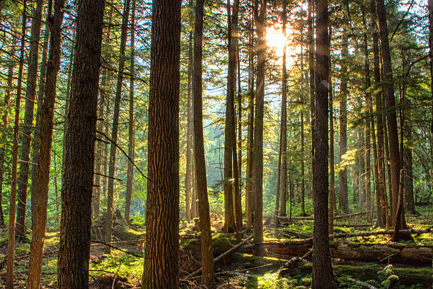 The Forest Near Sunset A forest of deciduous and coniferous trees grows more stunning as the rays of evening sun filter through. hardwood tree stock pictures, royalty-free photos & images