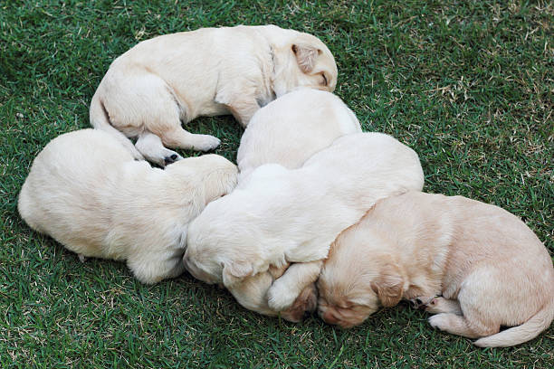 istock sleeping labrador puppies on green grass - three weeks old. 506598659