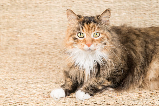 istock cat striped brown on wood background 506598740