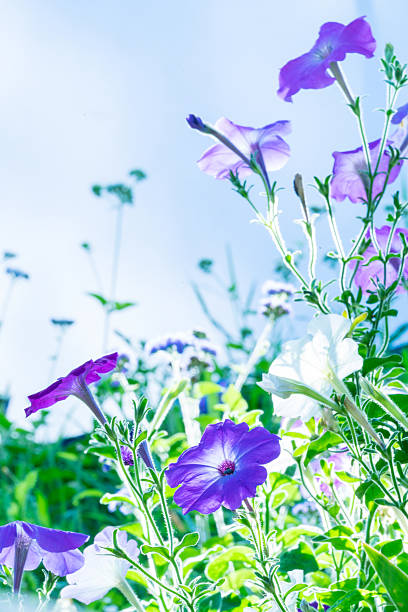 istock Lilac flowers in the field 506598861
