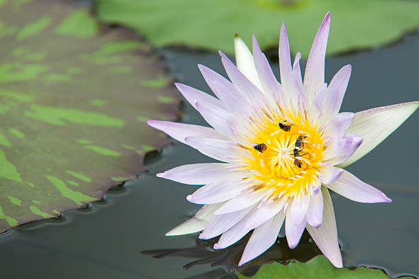 istock Bee in lotus and leaf background. 506598993