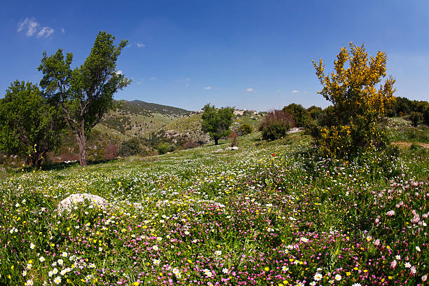 istock Vicinities of mountain Meron in spring day 506599001