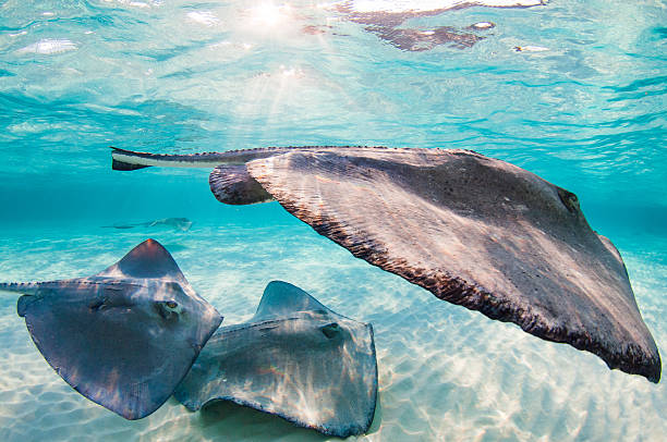 Sunset with stingrays. Sunset with stingrays at Stingray City, Grand Cayman, Cayman Islands.   grand cayman stock pictures, royalty-free photos & images