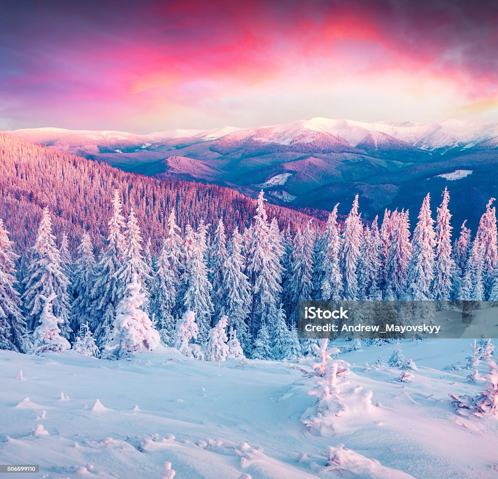 Colorful winter sunrise in the Carpathian mountains. Colorful winter scene in the Carpathian mountains. First light of sunrise glowing fir trees and fresh snow in frosty morning. Beauty In Nature Stock Photo