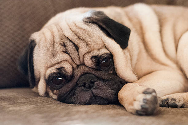 istock Cute pug dog lying resting on the floor 506599255