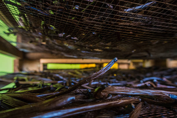 Drying vanilla
