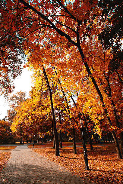 istock Bike Path in the autumn park 506599453