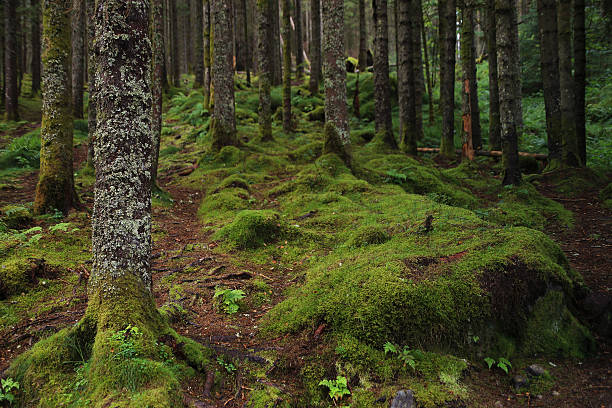 Norway, majestic moss covered forest on the hills over Bergen