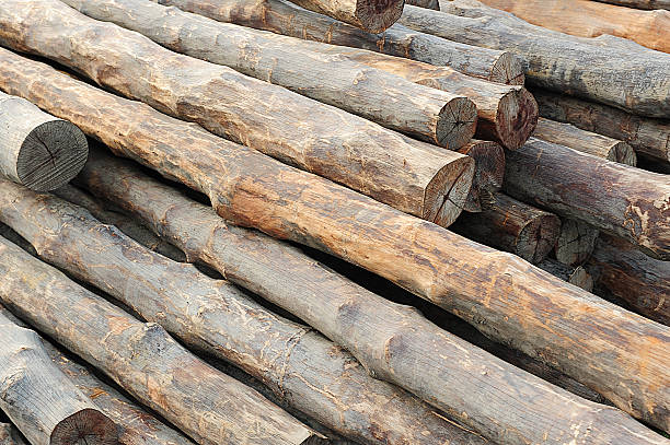 Timber Pile stock photo