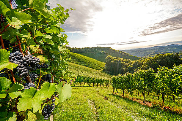weinberge im südlichen steiermark nahe gamlitz vor ernte, österreich - rhein fotos stock-fotos und bilder
