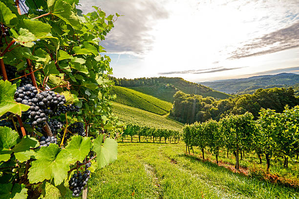 виноградники в южном штирия возле gamlitz до harvest, австрия - виноградовые фотографии стоковые фото и изображения